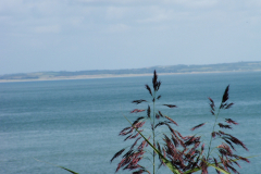 Grass-Sea-1