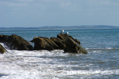 Gulls-Rocks-1